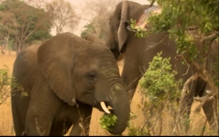 Poisoned by poachers: Zimbabwe elephants killed by cyanide 